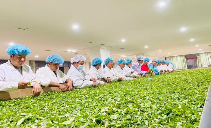 澜沧古茶荣获全国民族团结进步模范集体称号