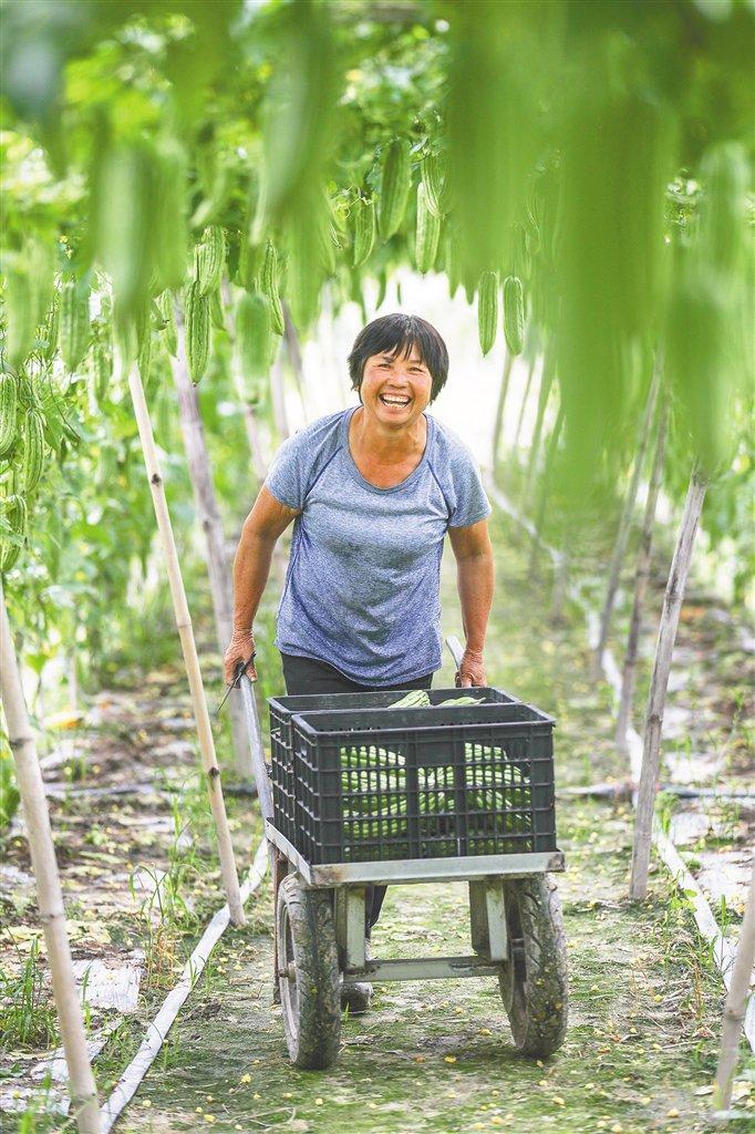 在屯昌县枫木镇，当地村民采摘苦瓜。枫木苦瓜是当地助力乡村振兴的重要经济产业。海南日报全媒体记者 李天平 摄