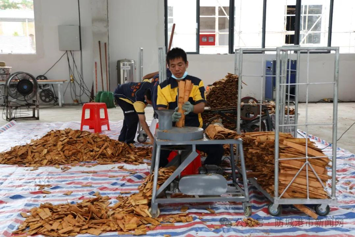 工人们在广西东盟中药材香料智慧产业园区加工车间工作。（资料图）