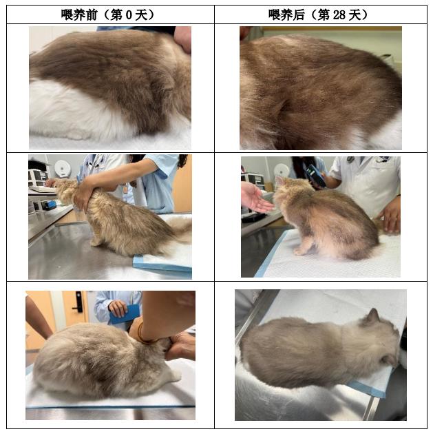 喂养生鲜美毛鸡猫粮前后的试验猫毛发对比图