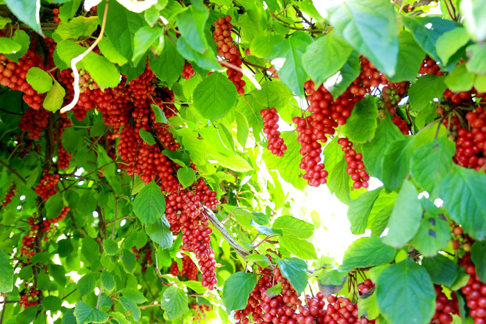 圆润饱满的红果子挂满枝头