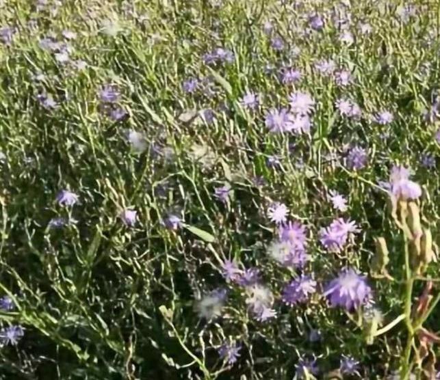 　　紫花苦菜(天平草)