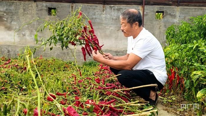 刘巨宝家的小院里依然在种“道德红”辣椒（央广网见习记者 邵玉琴 摄）