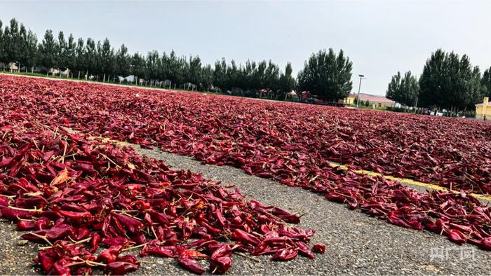 鲜红的干辣椒成了乡村院落里的一道风景线（央广网见习记者 邵玉琴 摄）