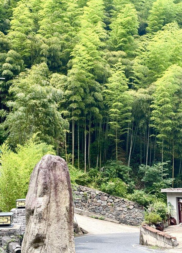 　　8月20日，浙江湖州，安吉竹林风光。 图片来源：视觉中国