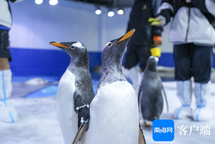 　　极地奇遇馆的企鹅馆内可爱的企鹅们。记者 吴兴财 摄