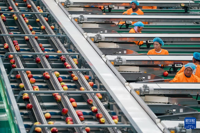 9月29日，工作人员在昭通超越农业有限公司苹果产业园区分选线上工作。新华社记者 陈欣波 摄