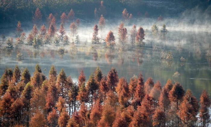 2019年1月5日，云南昆明盘龙区滇源街道甸尾村水杉湿地笼罩在清晨薄雾中。新华社记者 秦晴 摄