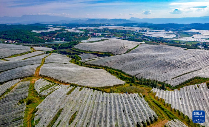 这是9月29日拍摄的昭通超越苹果种植基地一景。新华社记者 陈欣波 摄