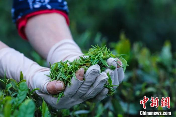 　　2023年4月，河南信阳新天地合作社茶农正在采摘信阳毛尖茶。谢万柏 摄
