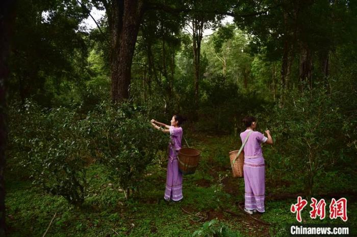 　　2016年5月，云南普洱，当地村民在景迈山古茶园采茶，这里的茶树树龄大多在百年以上。刘冉阳 摄