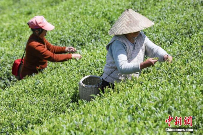 　　图为两位茶农在云雾镇鸟王村茶园采摘茶叶。 瞿宏伦 摄