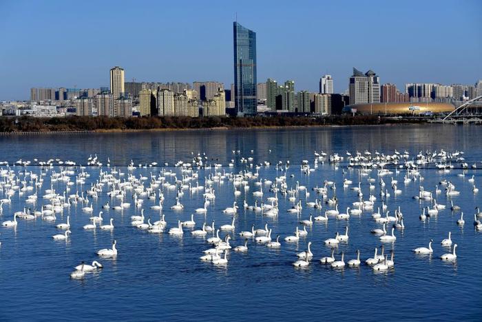 2018年2月2日，白天鹅在河南三门峡黄河湿地栖息。新华社记者 朱祥 摄