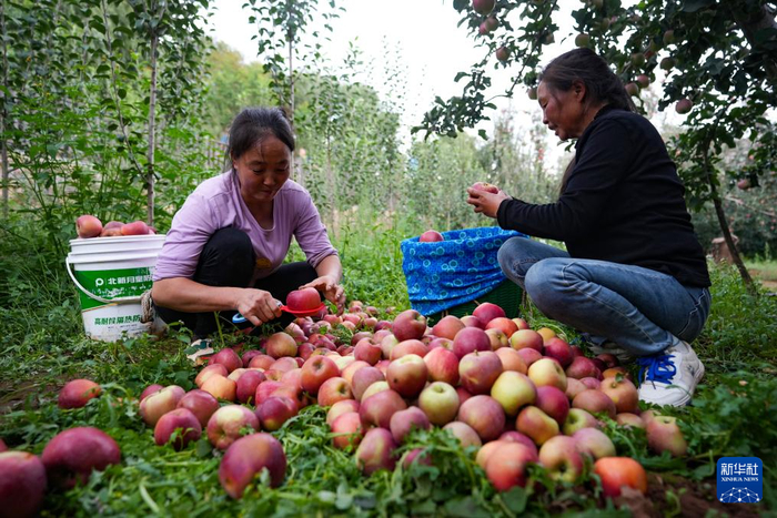 9月29日，两名果农在昭通市昭阳区洒渔镇的果园里采收苹果。新华社记者 陈欣波 摄