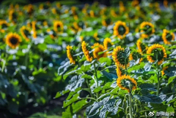 “上海辰山植物园”微信公号 图