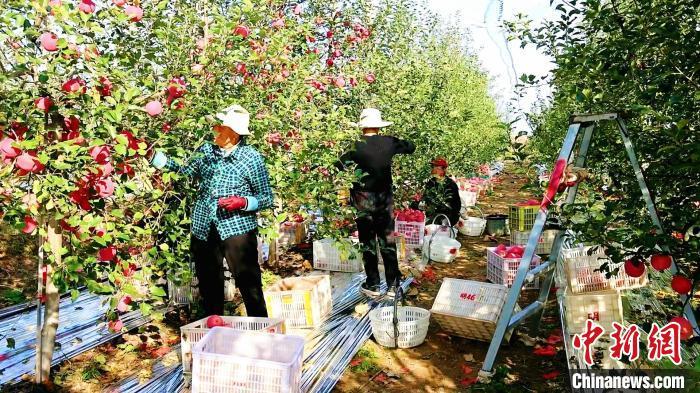 金秋时节，陕西省延安市洛川县的果农正在采摘苹果。　李进 摄