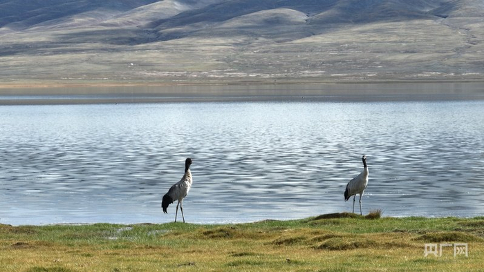 黑颈鹤悠闲自得（央广网发  先宫  摄）