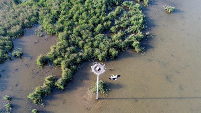 淡水河流湿地