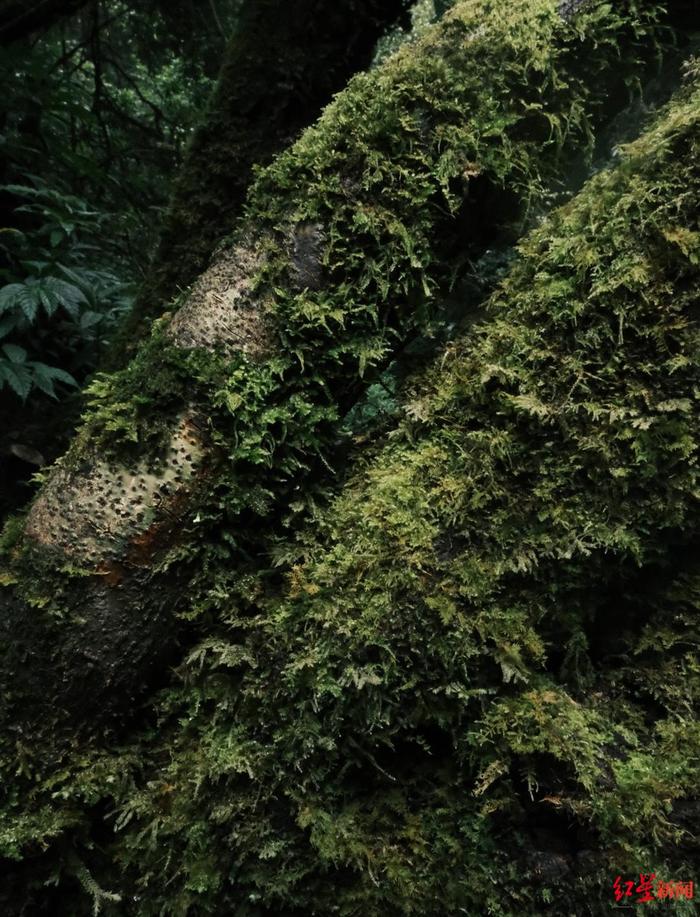 ▲植被上的苔藓