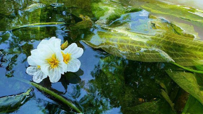 海菜花 资料图