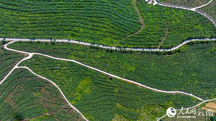 西畴县三光片区猕猴桃种植基地 图自人民网