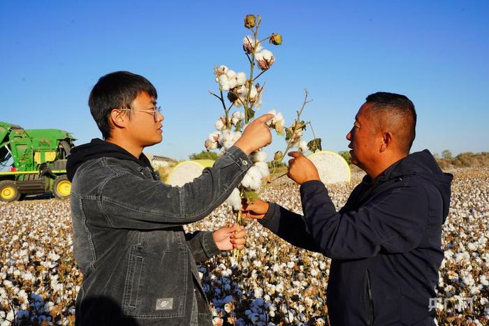 技术人员正与种植户察看棉花吐絮数量 （央广网发 吴欣昊 摄）