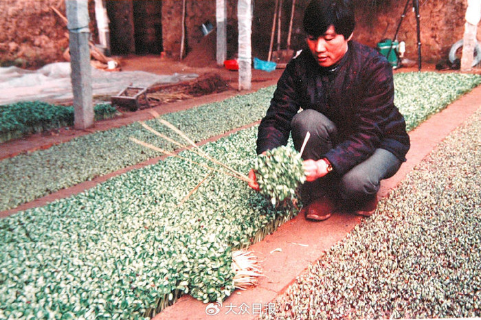 20世纪90年代，寿光菜农在蔬菜大棚内采收豆芽。
