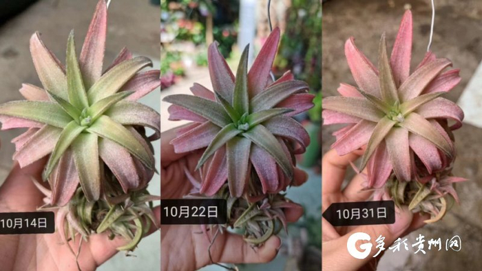 每一周，徐燕都会拍照记录空气凤梨的变化