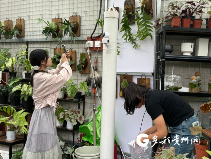 顾客正在对稀有植物拍照
