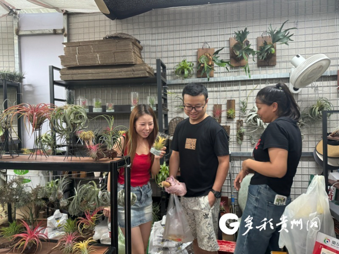 顾客正在挑选空气凤梨