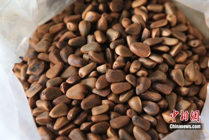 嘉荫县松籽。嘉荫县委宣传部供图