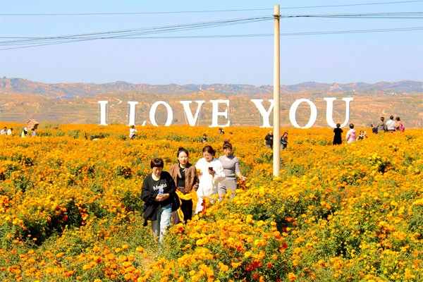 图为：武乡县蟠龙镇郭家垴村菊花种植基地漫山遍野的菊花摇曳多姿