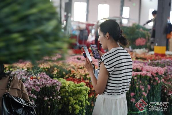 越来越多“鲜花人”通过电商直播将斗南的鲜花卖出去。资料图