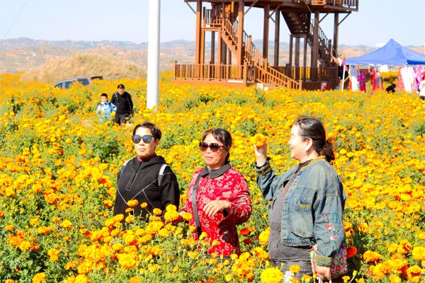 图为：游客在漫山遍野的菊花里拍照