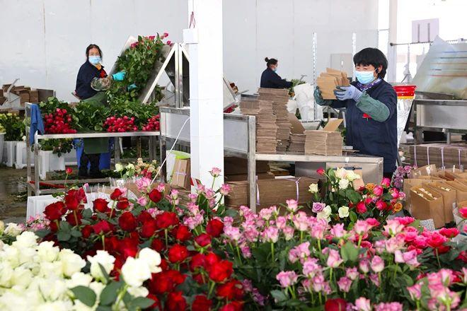 丽江“鲜花经济”越开越旺。雷桐苏 摄