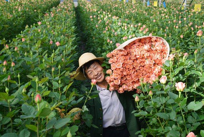 在晋宁康龙花卉种植基地，花农们加紧采收高品质的粉玫瑰。杨崇云 摄