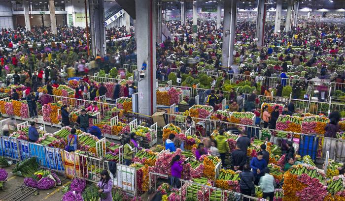 忙碌的花市。图源：呈贡区融媒体中心