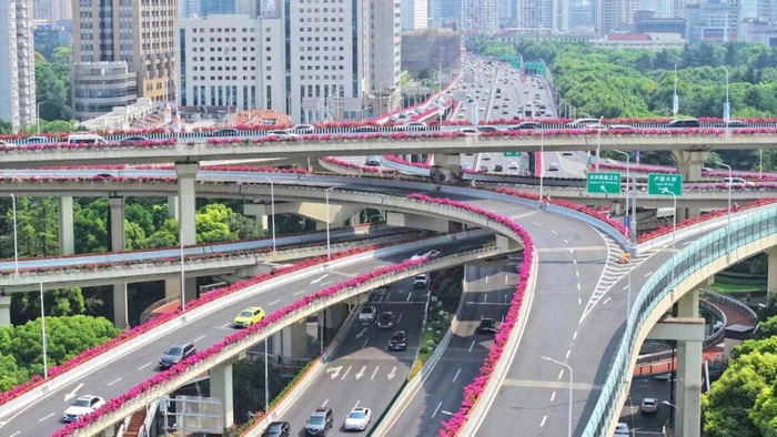上海高架沿口的三角梅正在盛放。上海市绿化管理指导站 图