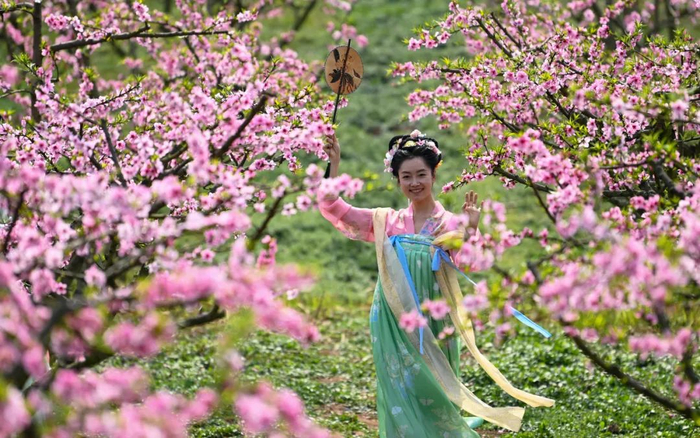 身着古装的游客在四川省南充市蓬安县新园乡宽敞沟村桃花园里赏花游玩。新华社资料片