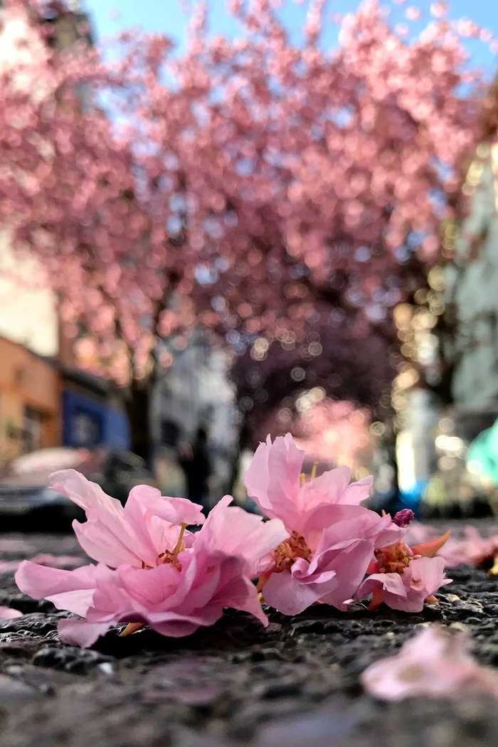 樱花落在街道的路面上。新华社资料片