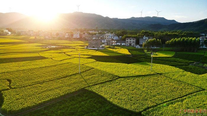 10月4日傍晚，秋日艳阳挥洒下的贺州市平桂区沙田镇道西村“丰”景如画。（贺州市纪委监委 黄旭胡/摄）