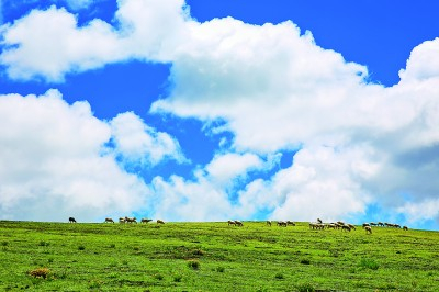 丽江老君山格拉丹高山草原片区 资料图片