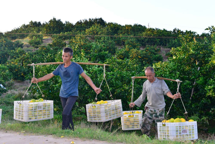 江西省瑞金市黄柏乡坳背岗脐橙基地，果农在搬运新摘的脐橙（2023年11月1日摄）。新华社发（李华诚 摄）