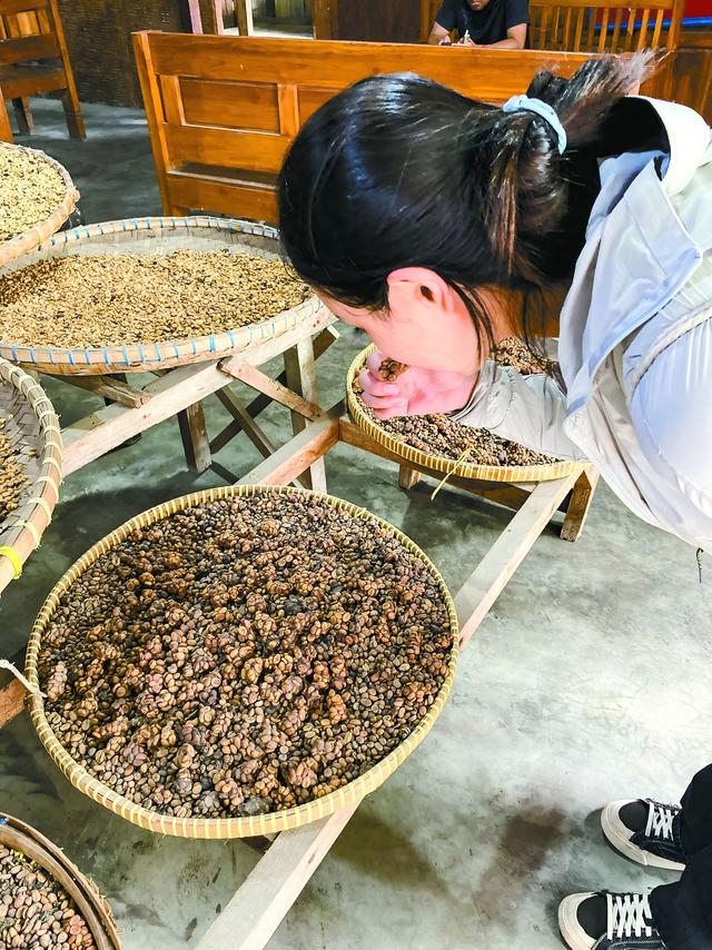 人们在闻带着猫屎的咖啡豆。白 冰摄