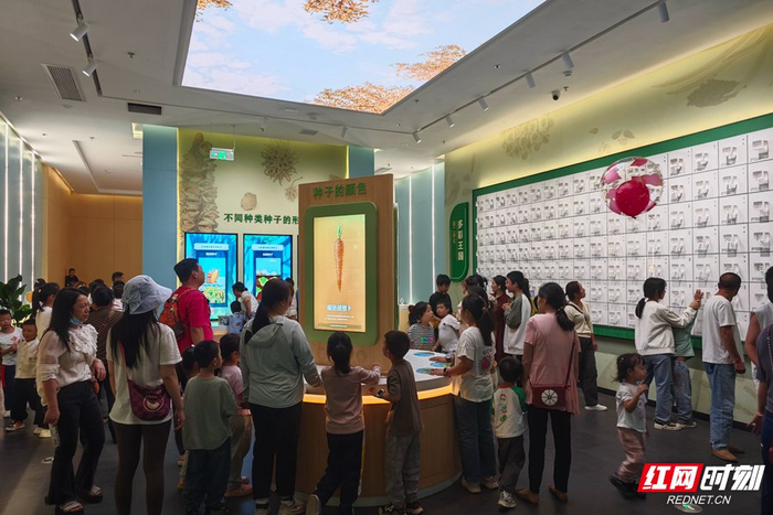 怀化洪江市杂交水稻发源地博物馆内人头攒动。
