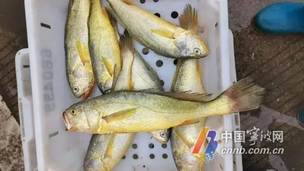 海捕的大黄鱼质量较高。受访者供图
