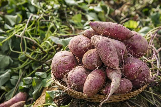 |红薯内含有大量淀粉，有酿酒的基础条件。图源/视觉中国