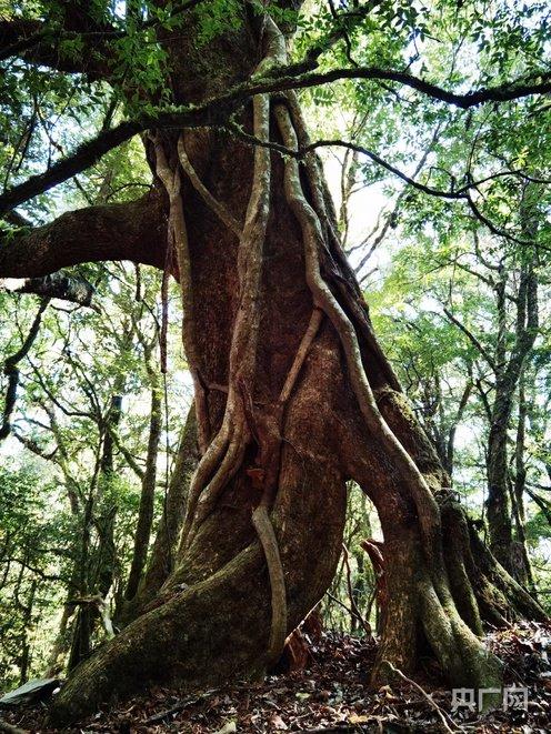 哀牢山（央广网发 李媛 摄）