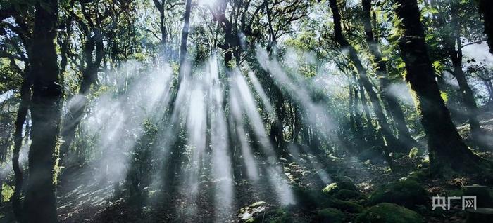 哀牢山原始森林（央广网记者 魏文青 摄）