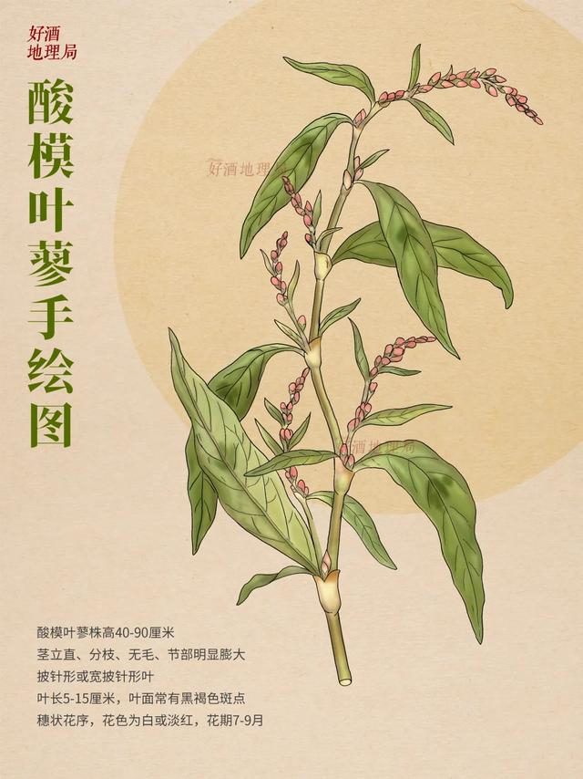 制图/好酒地理局视觉中心